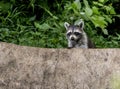 Wild Raccoon fishes for leftover scraps of food.