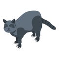 Wild raccoon icon, isometric style