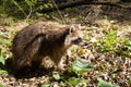 A wild raccoon inside the forest of Mount-Royal