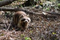 A wild raccoon inside the forest of Mount-Royal