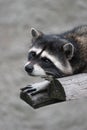 Wild raccoon lying in zoo