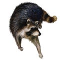 Wild raccoon oil painting