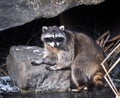 wild raccoon standing on a rock out in nature