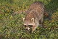 Wild Raccoons in Southern Florida