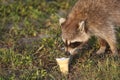 Wild Raccoons in Southern Florida