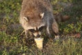 Wild Raccoons in Southern Florida