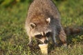 Wild Raccoons in Southern Florida