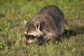 Wild Raccoons in Southern Florida