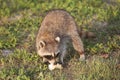 Wild Raccoons in Southern Florida