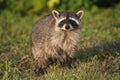 Wild Raccoons in Southern Florida