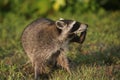 Wild Raccoons in Southern Florida