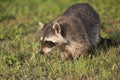 Wild Raccoons in Southern Florida