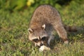 Wild Raccoons in Southern Florida