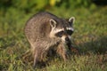 Wild Raccoons in Southern Florida