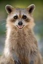 Wild racoon