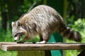 Wild racoon. Royalty Free Stock Photo