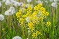 Wild Radish in natural growth environment