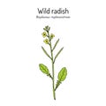Wild radish Raphanus raphanistrum , medicinal plant Royalty Free Stock Photo
