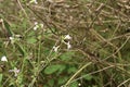 Wild radish Raphanus raphanistrum  4 Royalty Free Stock Photo