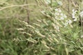 Wild radish Raphanus raphanistrum 6