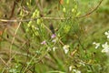 Wild radish Raphanus raphanistrum 3