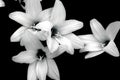 Wild Rain Lilies In Black and White Royalty Free Stock Photo