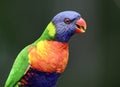 A wild rainbow lorikeet parrot in Queensland, Australia