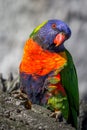 Wild Rainbow Lorikeet, Sunbury, Victoria, Australia, November 2016