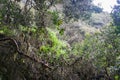 Wild rainforest on the ancient Inca Trail path to Machu Picchu hike.