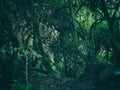 Wild rainforest on the Andes mountains. Peru. South America. Royalty Free Stock Photo