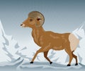 Wild Ram in the Mountains Royalty Free Stock Photo