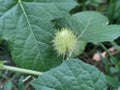 Wild Rambusa Passiflora Foetida