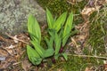 Wild Ramps - wild garlic Allium tricoccum, commonly known as ramp, ramps, spring onion, wild leek, wood leek.