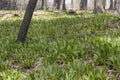 Wild Ramps - wild garlic ( Allium tricoccum)