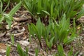 Wild Ramps - wild garlic Allium tricoccum in the park