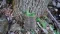 Wild ramps / leeks in a foraging bark basket. Popular spring edible plant.