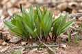 Wild Ramps - wild garlic Allium tricoccum, commonly known as ramp, ramps, spring onion, wild leek, wood leek.