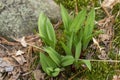 Wild Ramps - wild garlic Allium tricoccum in the park