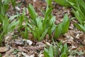 Wild Ramps - wild garlic Allium tricoccum in the park