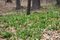 Wild Ramps - wild garlic Allium tricoccum in the park