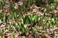 Wild Ramps - wild garlic Allium tricoccum,