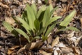 Wild Ramps - wild garlic Allium tricoccum,