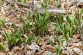 Wild Ramps - wild garlic Allium tricoccum,