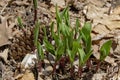 Wild Ramps - wild garlic Allium tricoccum,