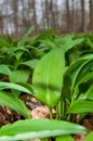 Wild ramson Royalty Free Stock Photo