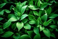 Wild garlic leaves. Generative AI Royalty Free Stock Photo