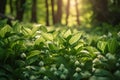 Wild garlic leaves. Generative AI illustration Royalty Free Stock Photo