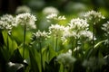 Wild Ramsons garlic with white flowers. Generative AI