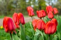 wild random flowers blooming in nature