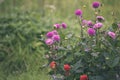 wild random flowers blooming in nature - vintage retro film look